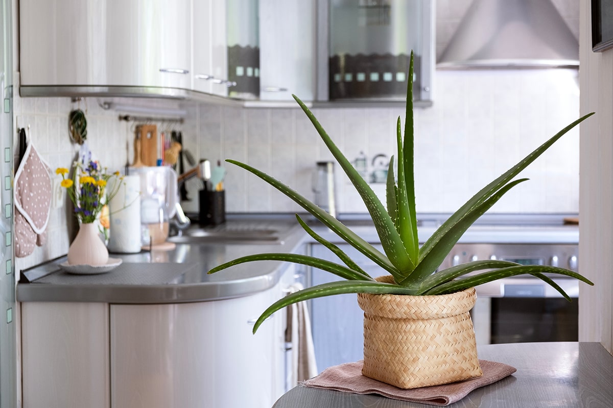 Aloe Vera (Aloe barbadensis miller)