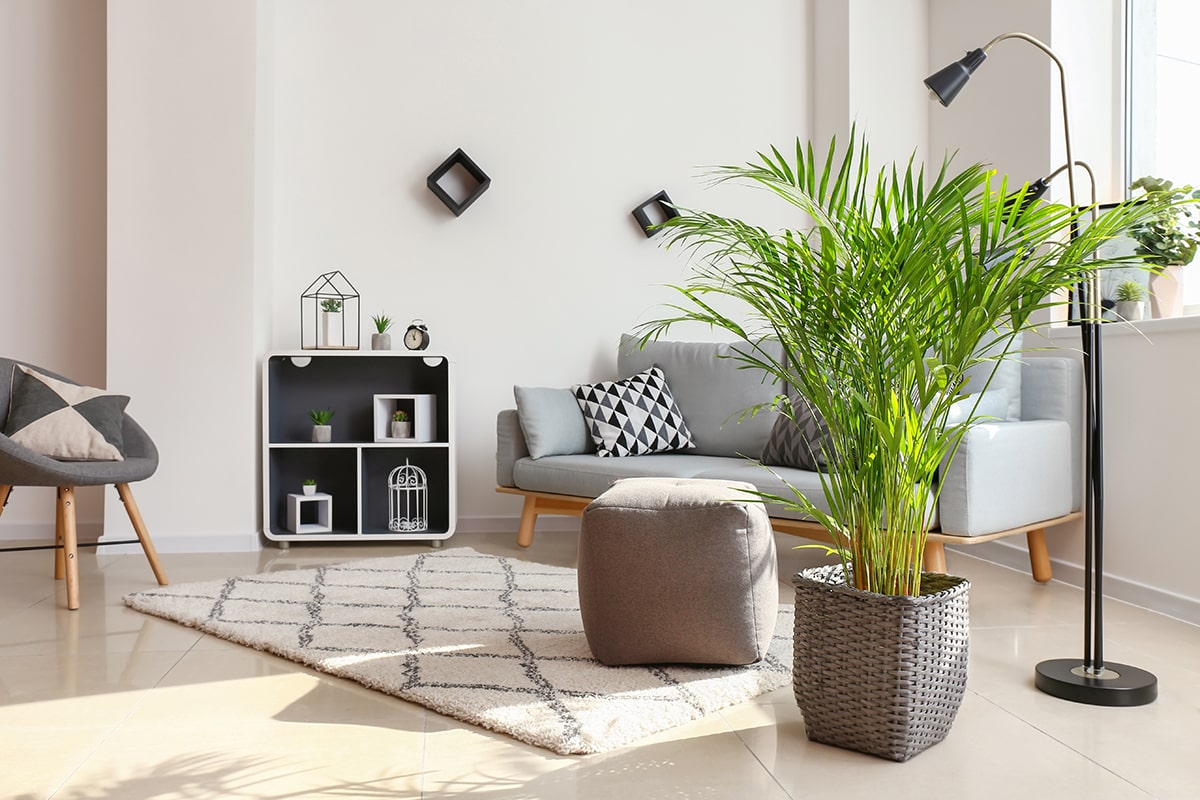 Areca Palm (Dypsis lutescens)