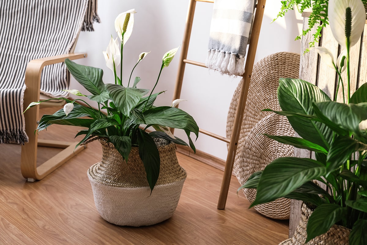 Peace Lily (Spathiphyllum)