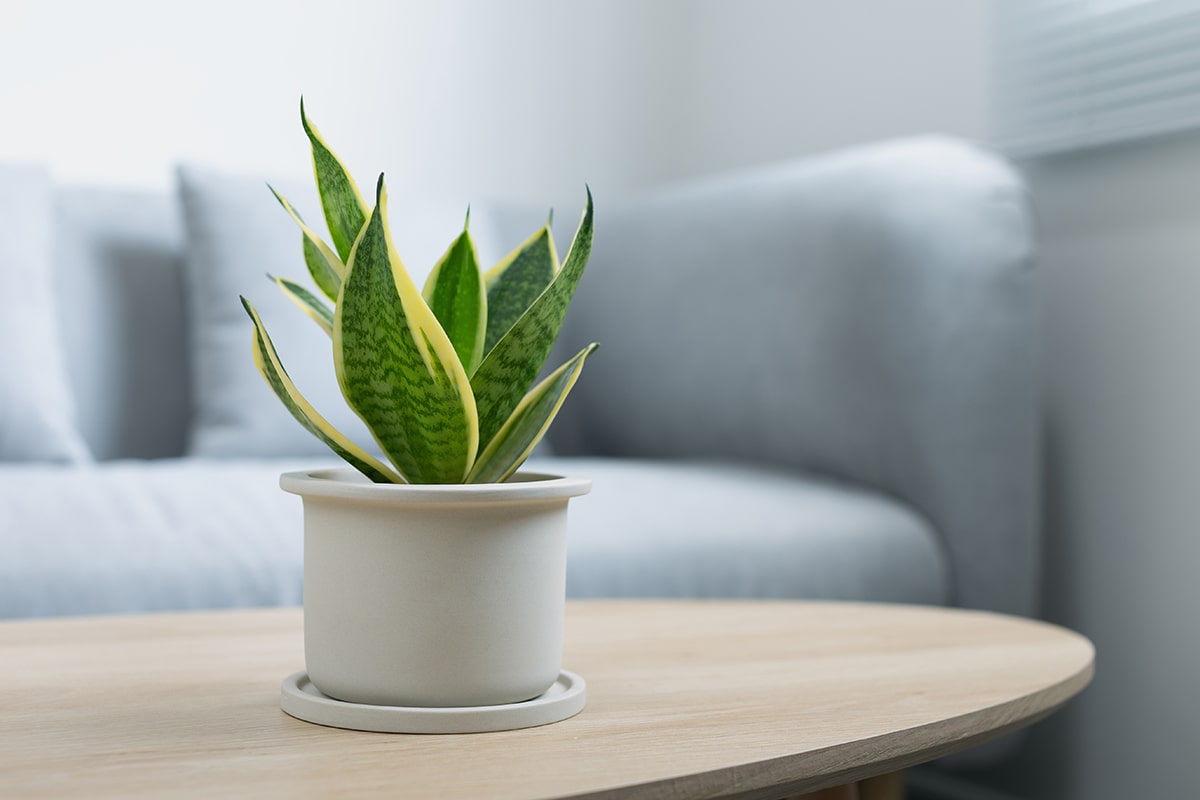 Snake Plant (Sansevieria)