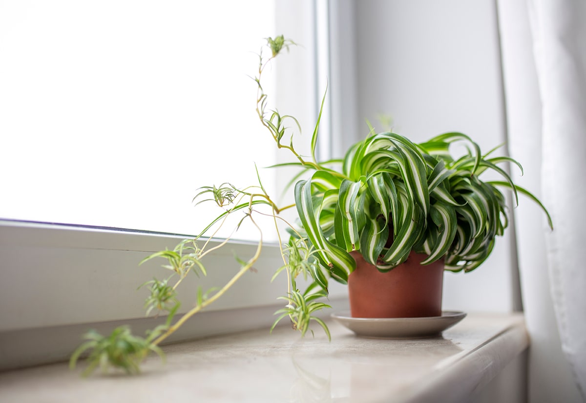 Spider Plant (Chlorophytum comosum)