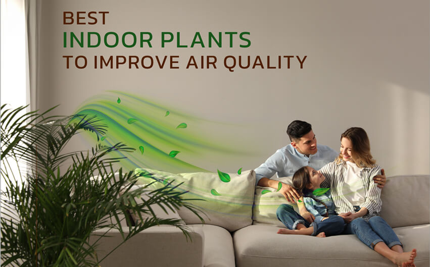 The Best Indoor Plants for Your Home to Improve Air Quality